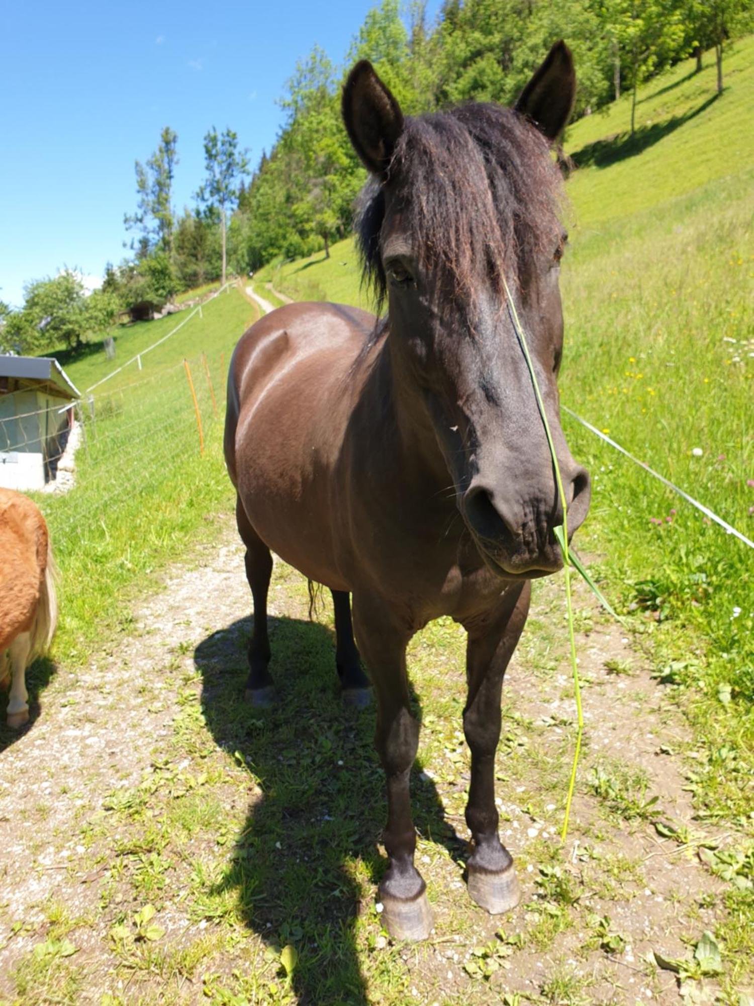Ahlhof Villa Schladming Eksteriør bilde